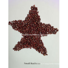 Bean rouge chinois